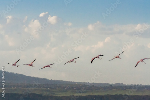 Flight of pink flamingos