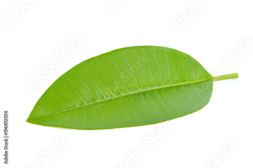 Leaves isolated on white background