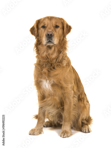 Dark male golden retriever dog male sitting looking at the camera isolated on a white background