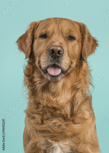 Portrait of a pretty male golden retriever dog looking at the camera on a blue background