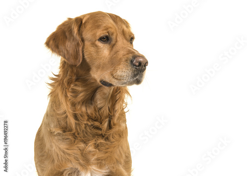 Fototapeta Naklejka Na Ścianę i Meble -  Portrait of a pretty male golden retriever dog looking to the right on a white background