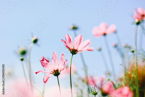 Soft focus of pink cosmos flower on pastel color style for background