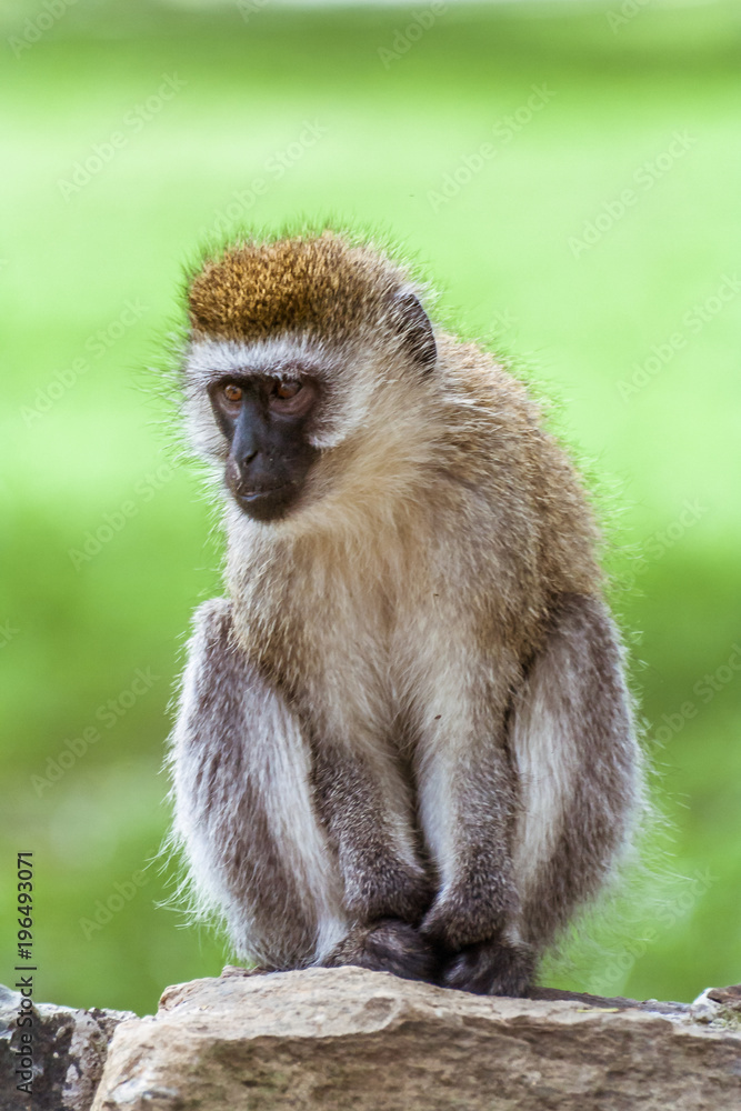 Vervet Monkey (Chlorocebus Pygerythrus)