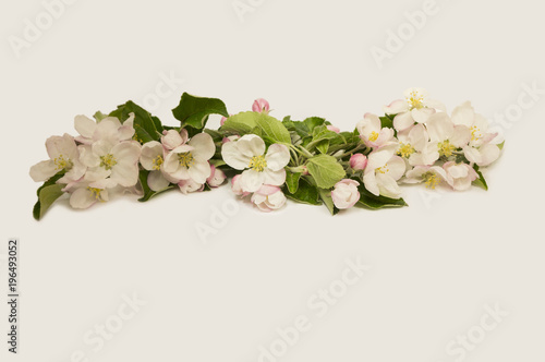 Fototapeta Naklejka Na Ścianę i Meble -  Apple blossoms on a white background. Apple tree branch in bloom. Flowers at border of image with copy space for text. Top view.