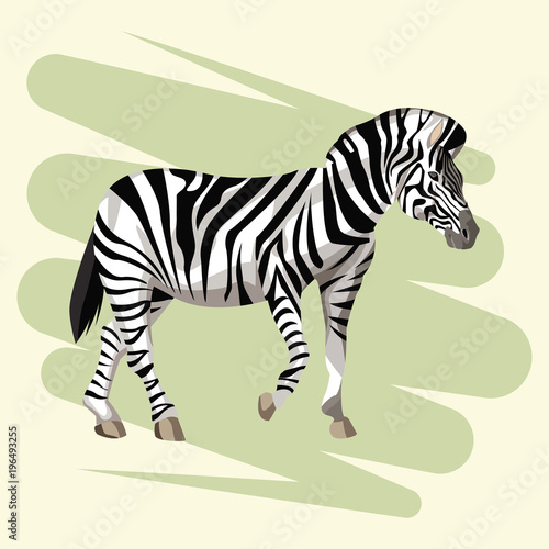 Beautiful zebra drawing vector illustration graphic design