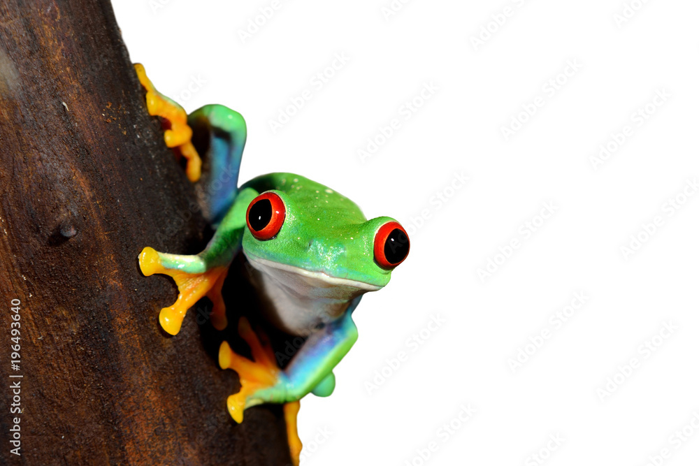 Fototapeta premium żaba drzewna czerwonooka Agalychnis callidryas