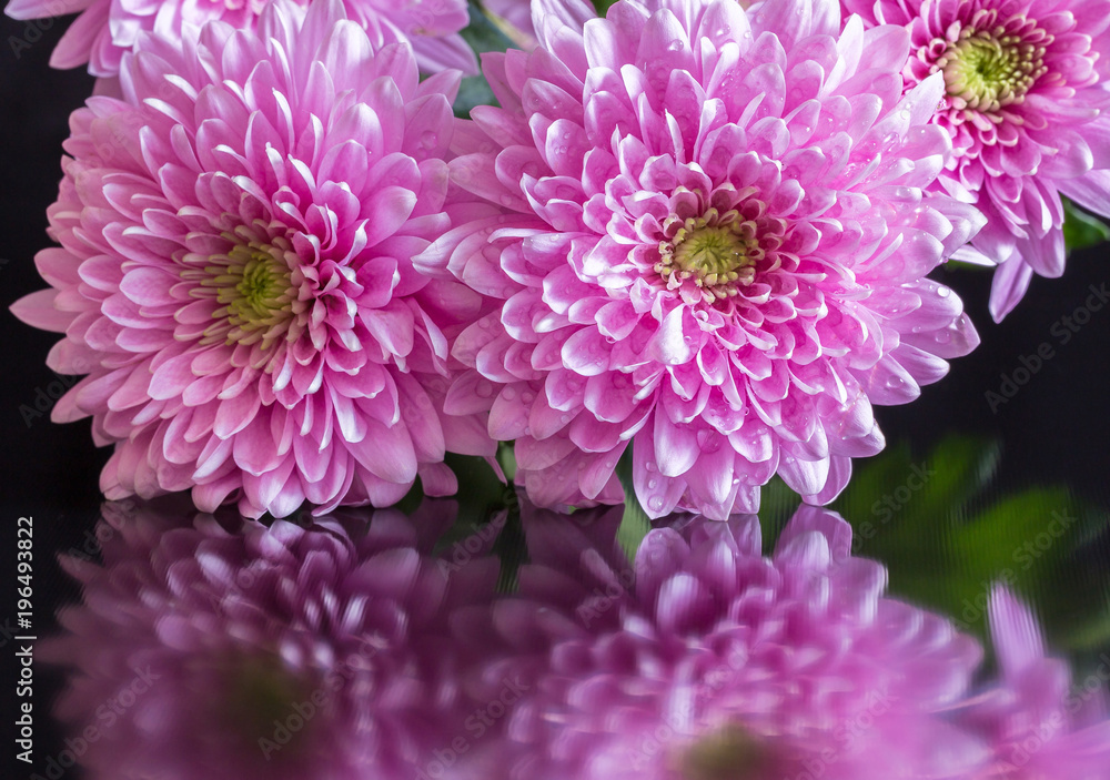 Macro of pink flower aster with water drops 2 Macro of pink flower aster with water drops 2
