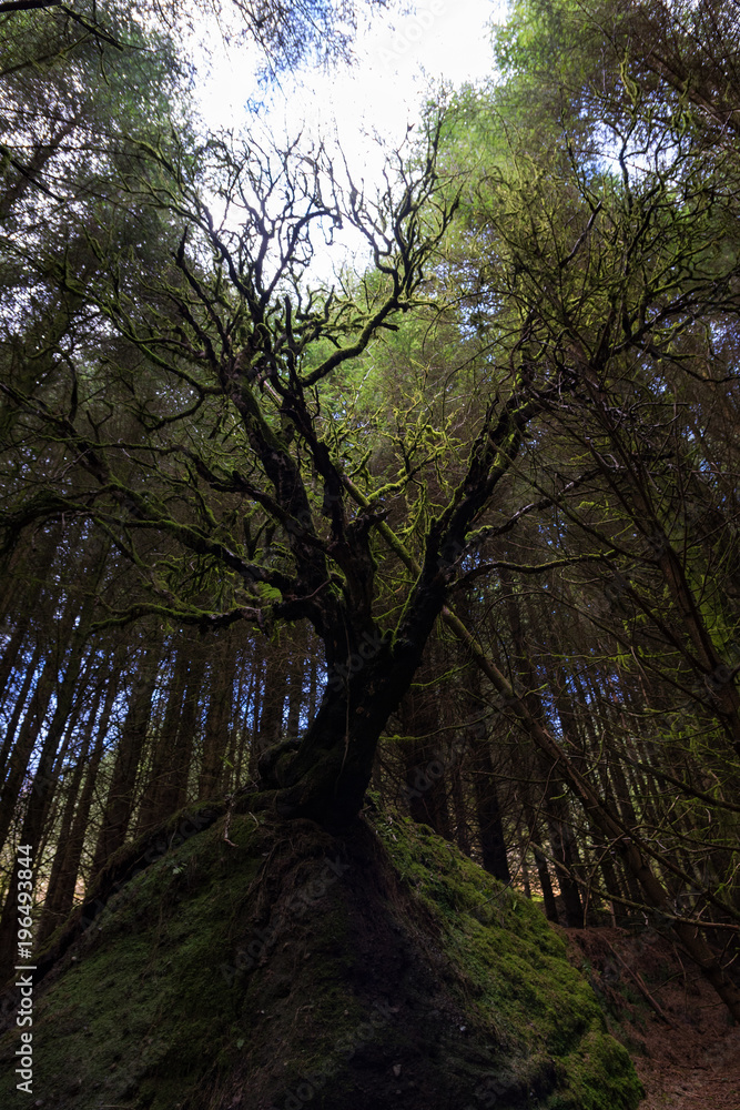 A tree growing from a large rock in a clearing surrounded by tall trees A tree growing from a large rock in a clearing surrounded by tall trees