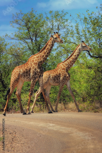 Dwie żyrafy idące drogą, Park Narodowy Krugera, RPA