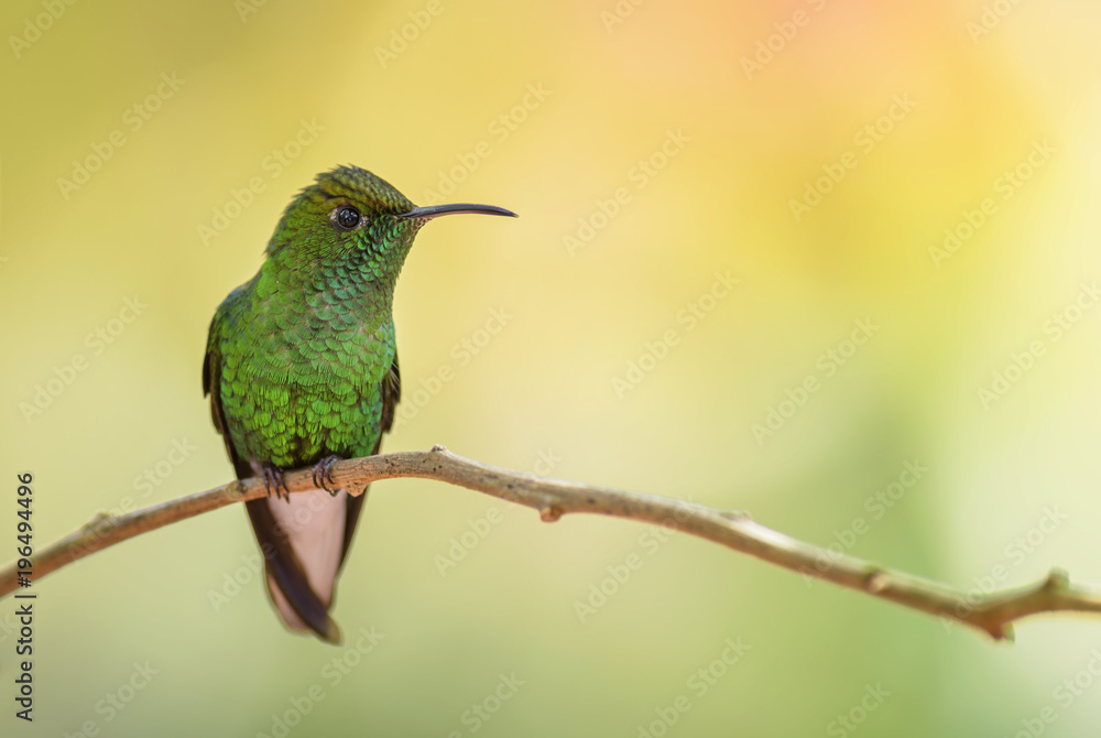 Coppery-headed Emerald - Elvira cupreiceps, beautiful small green hummingbird from Costa Rica La Paz. Coppery-headed Emerald - Elvira cupreiceps, beautiful small green hummingbird from Costa Rica La Paz.