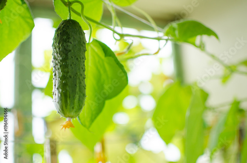 Hanging cucumbers grown in house on the balcony
