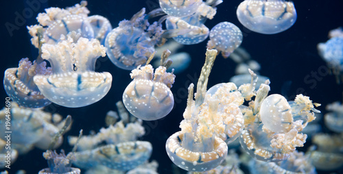 Jellyfish, S.E.A. Aquarium,  Singapore