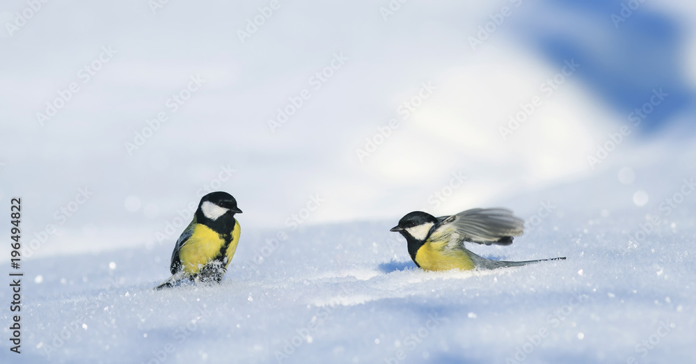 two small beautiful Tits walk on white snow drifts in the Park two small beautiful Tits walk on white snow drifts in the Park