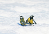 two little cute beautiful Tits gathered on white snow drifts in the Park and have fun chatting and arguing
