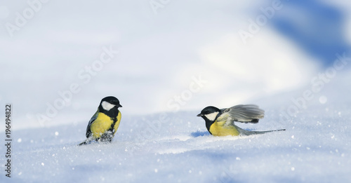 two small beautiful Tits walk on white snow drifts in the Park