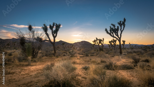 Sunset on the desert landscape in Joshua Tree National Park  California