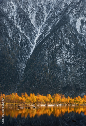 Obraz na płótnie Golden Reflection Of Autumn Beerch Trees In Blue Water At Sunset. Landscape With Autumn Trees And Snow-Covered Rocky Mountains. Yellow Autumn Trees Against The Background Of The Cliff.Vertical Shot w salonie