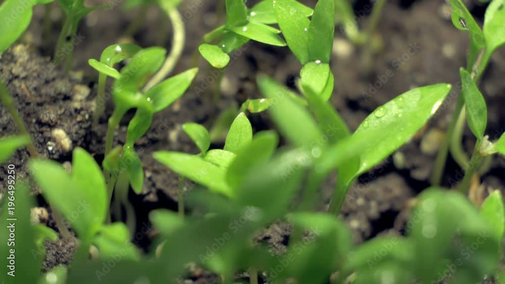 Planting of sprout parsley. Smooth motion. Macro shot. Planting of sprout parsley. Smooth motion. Macro shot.