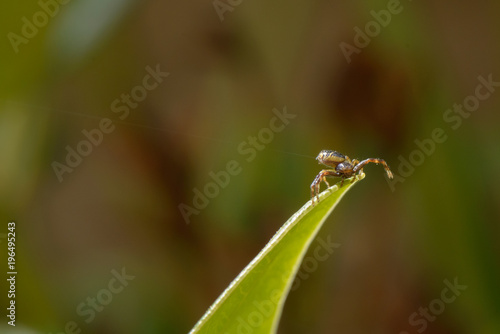 Spider on leaf