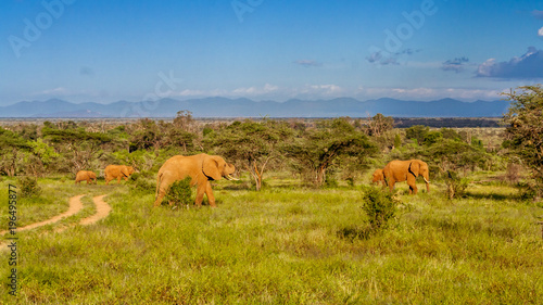 Herd of elephants in the african savannah
