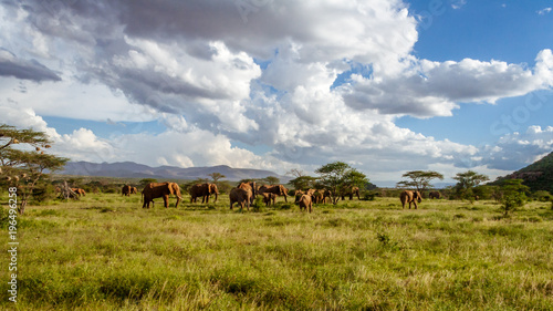 Herd of elephants in the african savannah © Pierre-Yves Babelon