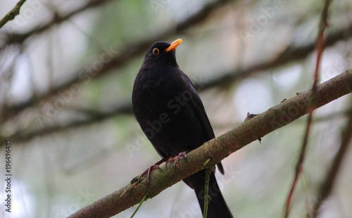 beautiful black bird on tree branch