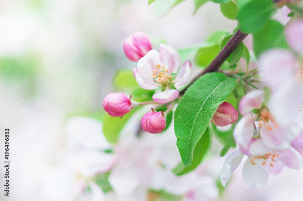 Obraz premium Spring background with white and blossom flowers