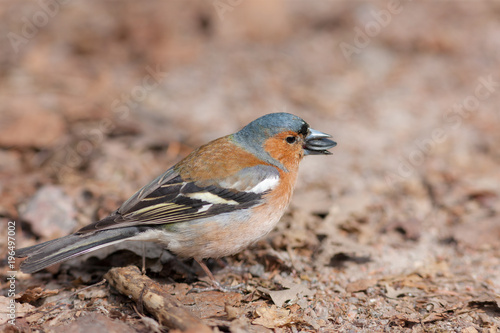 chaffinch close up