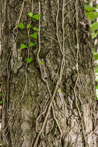 creeper plant growing around tree