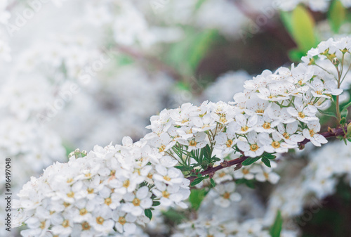 White cherry flowers. Spring background for design