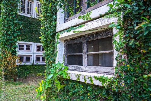 White window in house covered with green ivy © somchairakin
