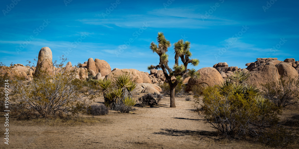 The desert landscape in Joshua Tree National Park, California