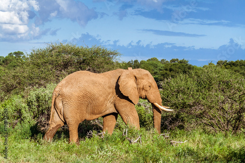 Single adult elephant in bush