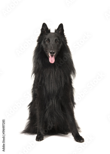 Pretty long haired black belgian shepherd dog called groenendaeler sitting and looking at the camaera isolated on a white background