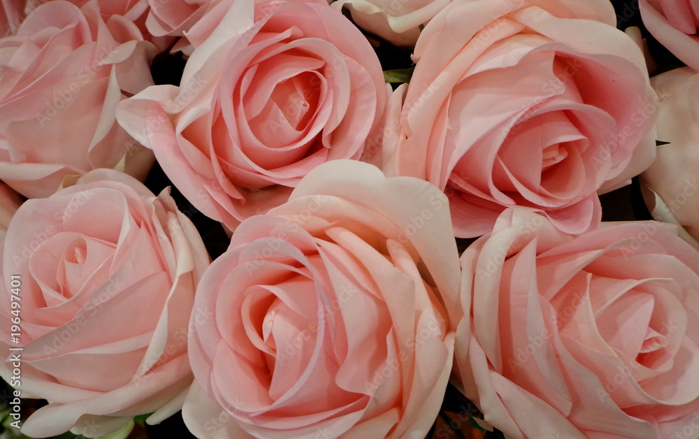 Pink roses background, pastel color Pink roses background, pastel color