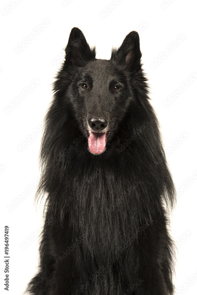 Portrait of a black belgian shepherd dog called groenendaeler looking at the camaera Portrait of a black belgian shepherd dog called groenendaeler looking at the camaera