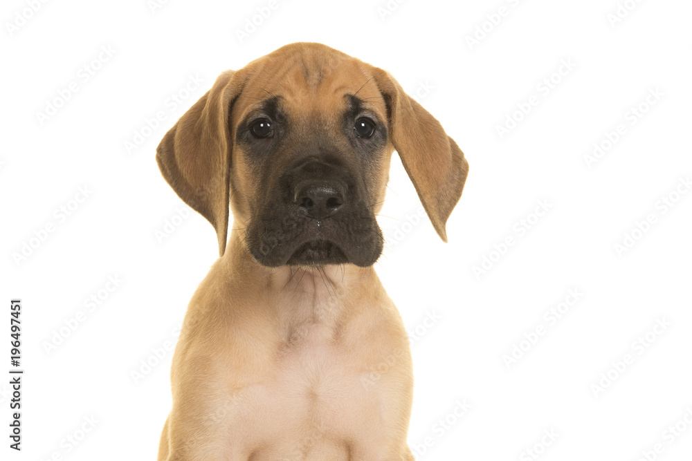 Portrait of a great dane puppy looking at the camera on a white background