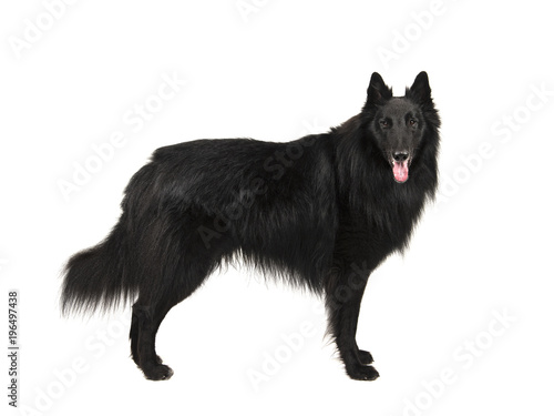 Fototapeta Naklejka Na Ścianę i Meble -  Pretty long haired black belgian shepherd dog called groenendaeler seen from the side standing, looking at the camaera isolated on a white background