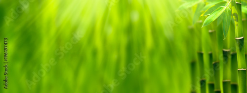 Fototapeta Bambus w słonecznej panoramie