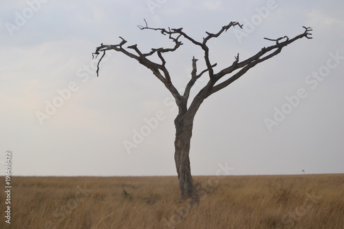 Savane pendant la saison sèche
