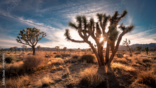 Sunset on the desert landscape in Joshua Tree National Park, California photo