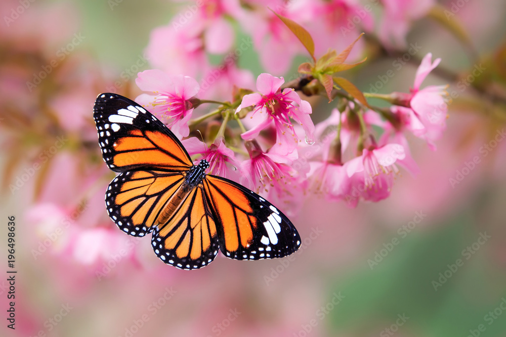 Fototapeta premium Butterfly on Pink cherry blossom on the rainy day