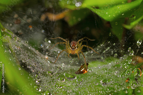 Funnel Web Spider, Pavana, Pune District, Maharashtra © RealityImages