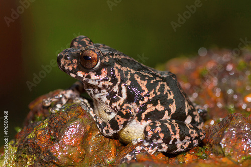 Ghate's Bush Frog, Chalkewadi, Satara, District, Maharashtra photo