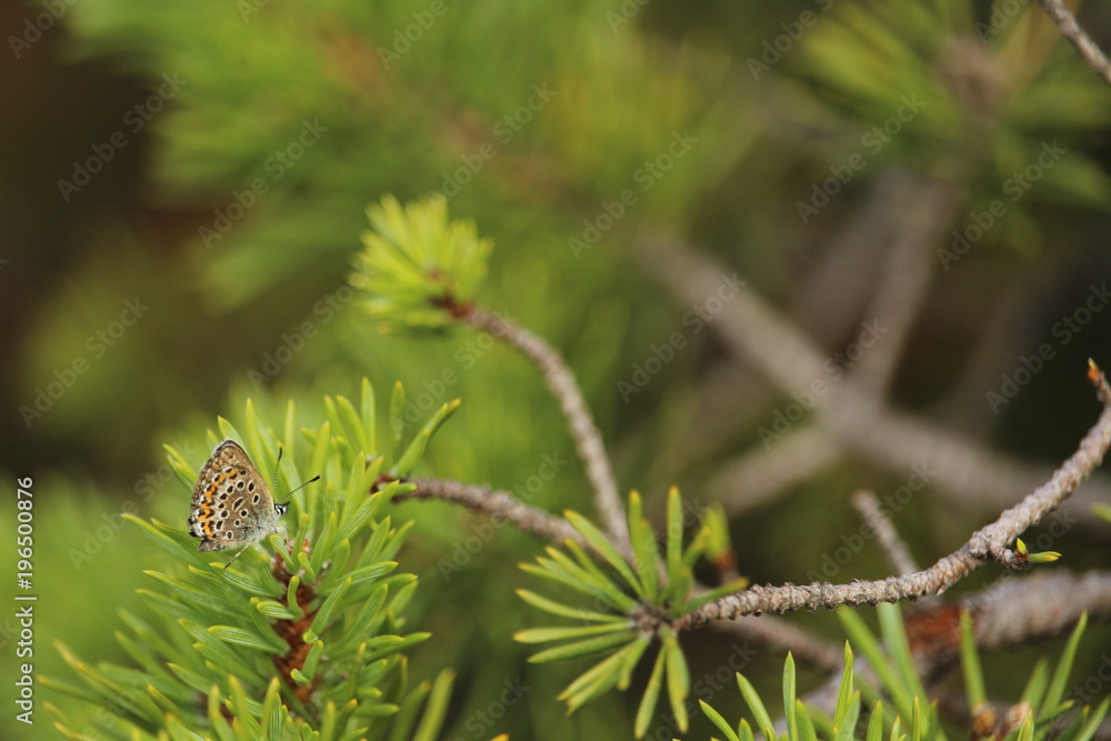 Fototapeta premium Schmetterling auf Ast