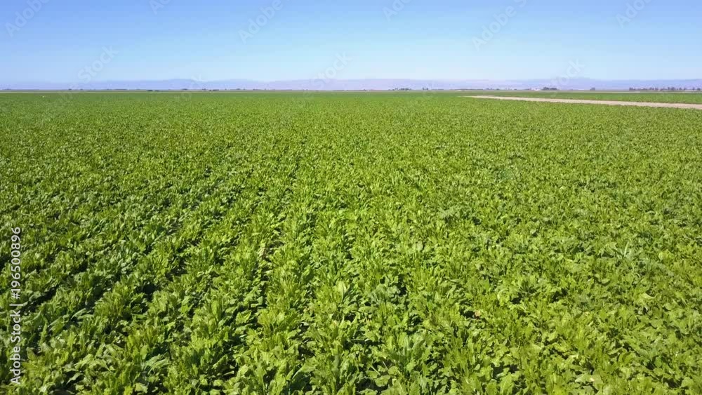 A fast aerial over vast green farm fields rich in crops. A fast aerial over vast green farm fields rich in crops.