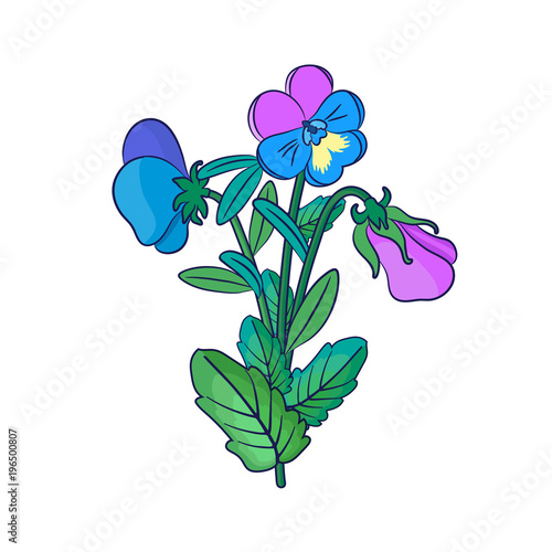Pansies on a white background.