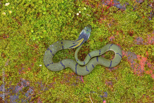 Green Keelback Macropisthodon plumbicolor , Chorla Ghat, Maharashtra photo