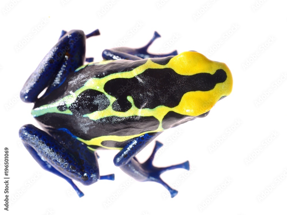 Naklejka premium Blue dyeing dart frog Dendrobates tinctorius isolated on white