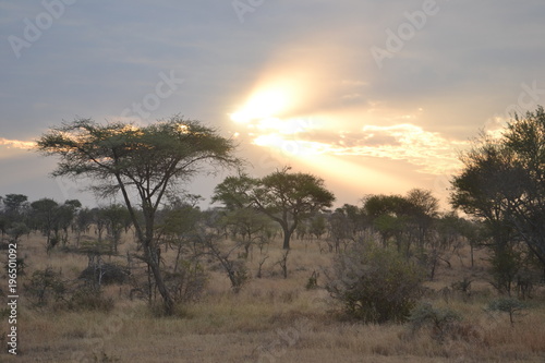 Savane du Serengeti